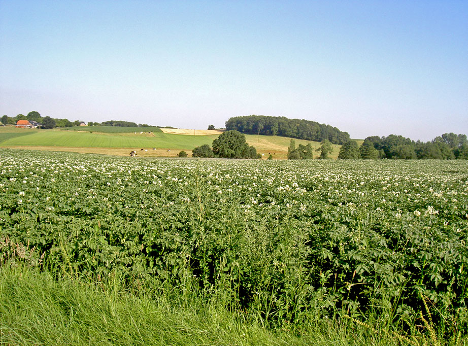 Die Natur der Gemeinde